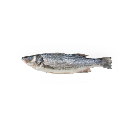 BRANZINO 1-1.50 lb (WHOLE)