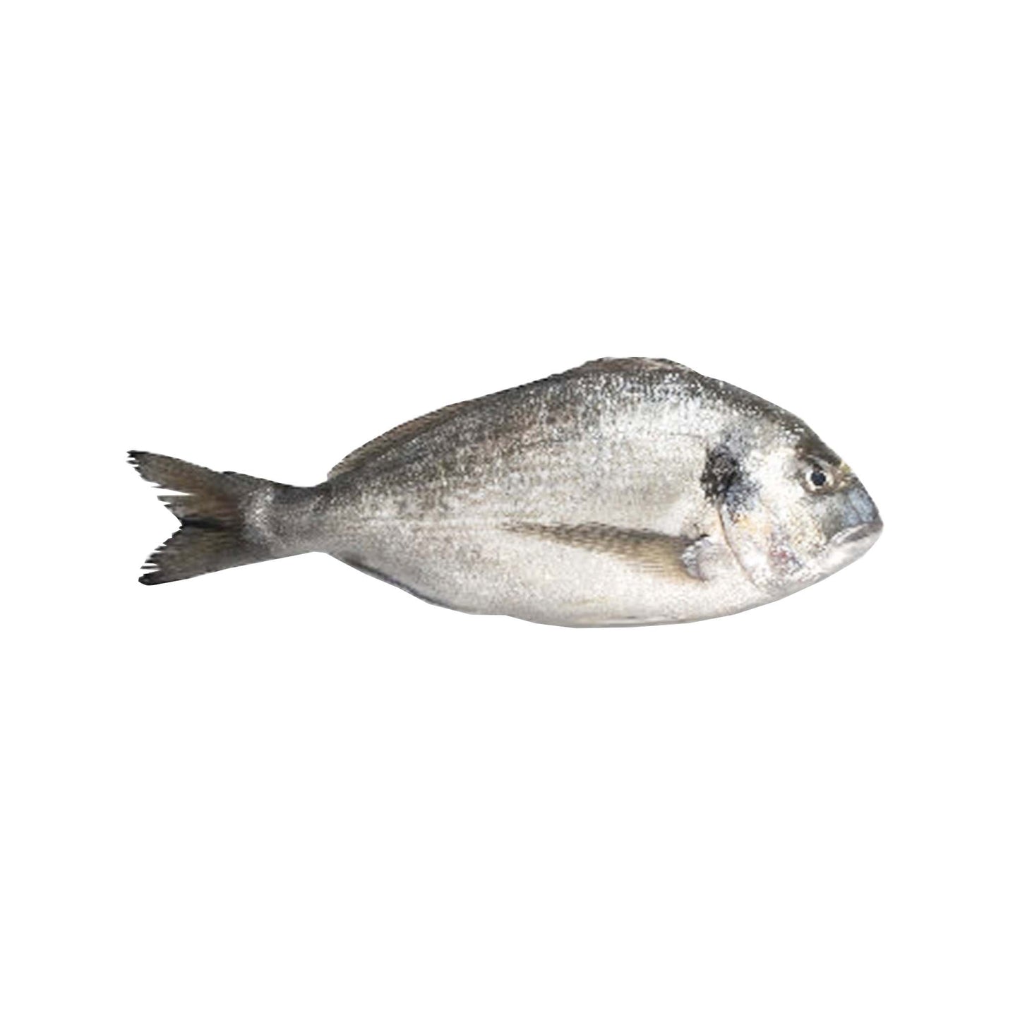 Bream Daurade 400/600 (Whole)