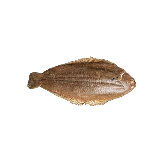 Dover Sole (Whole)