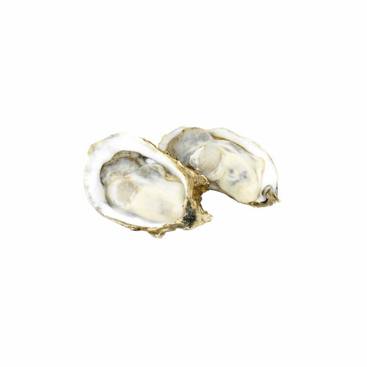 Eastern Oyster